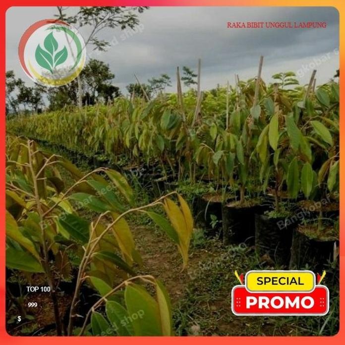 

Terlaris Bibit Durian Bangkok Thailand. Asli Tanaman Okulasi Cepat Berbuah Lebat...