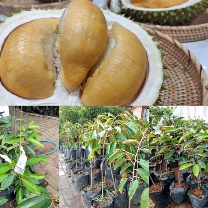 

Terlaris Bibit Durian Super Tembaga