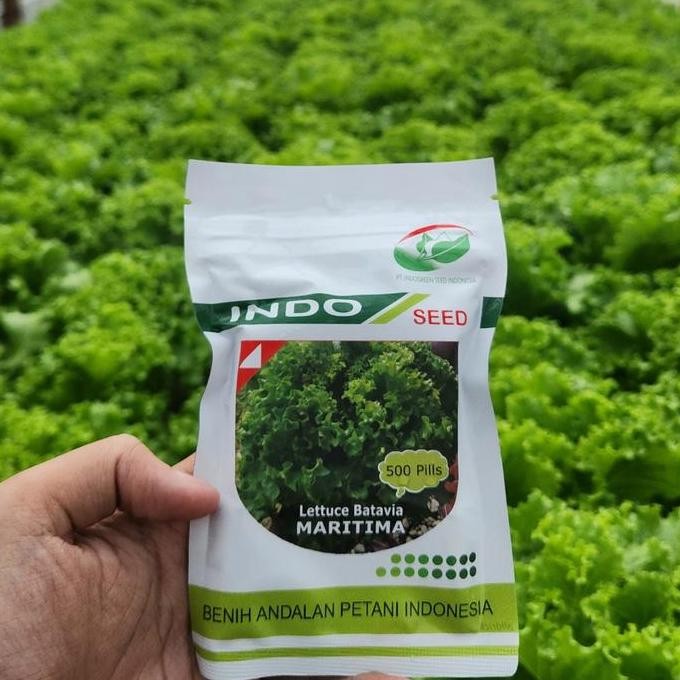 || BANANA / [500 Pills] Benih Selada MARITIMA Lettuce Batavia By Indo Seed ||~~~