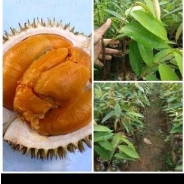 

Terlaris Bibit Durian Sibawor Duren Br Klas