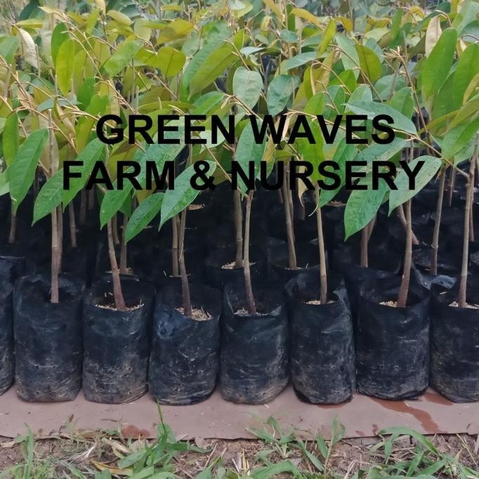 

Terlaris Ready Stok Bibit Durian Green Skin/H15 40 Cm - 50 Cm Siap Kirim