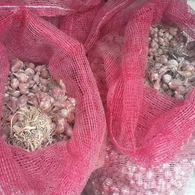 

Terlaris Jual Bibit Bawang Merah Jenis Tajuk