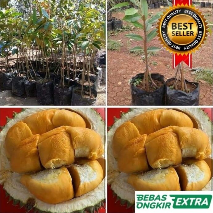 

Terlaris Bibit Durian Duri Hitam Kaki 3 Tinggi 2 Meter Cepat Berbuah