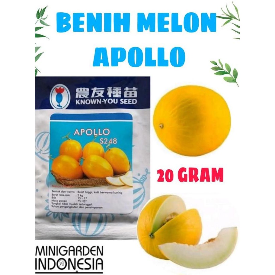 || BANANA / BENIH MELON APOLLO 20GRAM biji melon golden emas kuning known you seed ||~~~