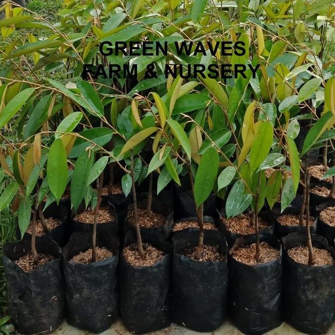 

Terlaris Bibit Durian Ioi/Hajjah Hasmah/Mas Muar (D168) 60 Cm - 80 Cm