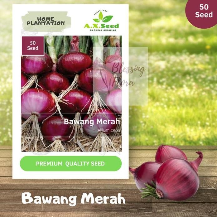 

Terlaris Benih Bibit Bawang Merah Ax Seed
