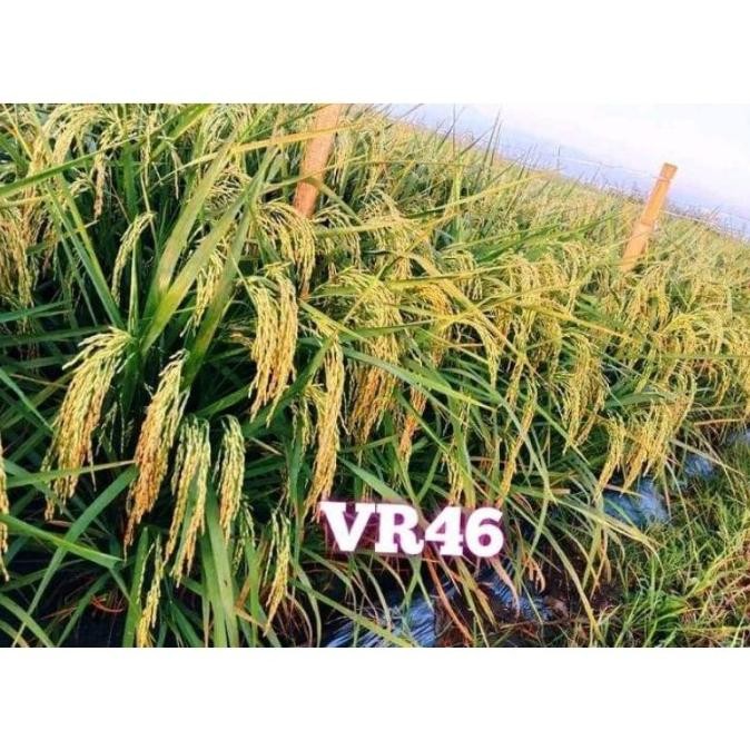 || BANANA / PADI VR46 ORIGINAL BENIH PADI VR46 (',') 5KG (',') ||~~~