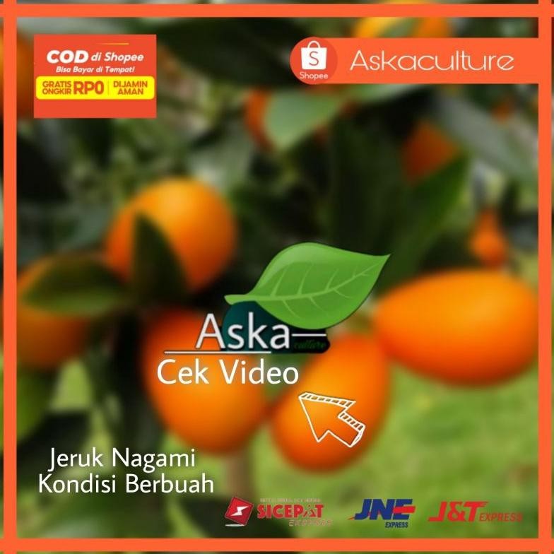 

Bibit Jeruk Nagami kondisi BERBUAH lebatt. Jeruk yg bisa dimakan bersama kulitnya