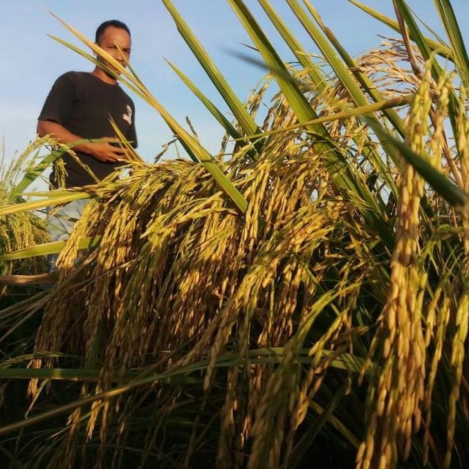 || BANANA / Benih Padi MR 303 ||~~~