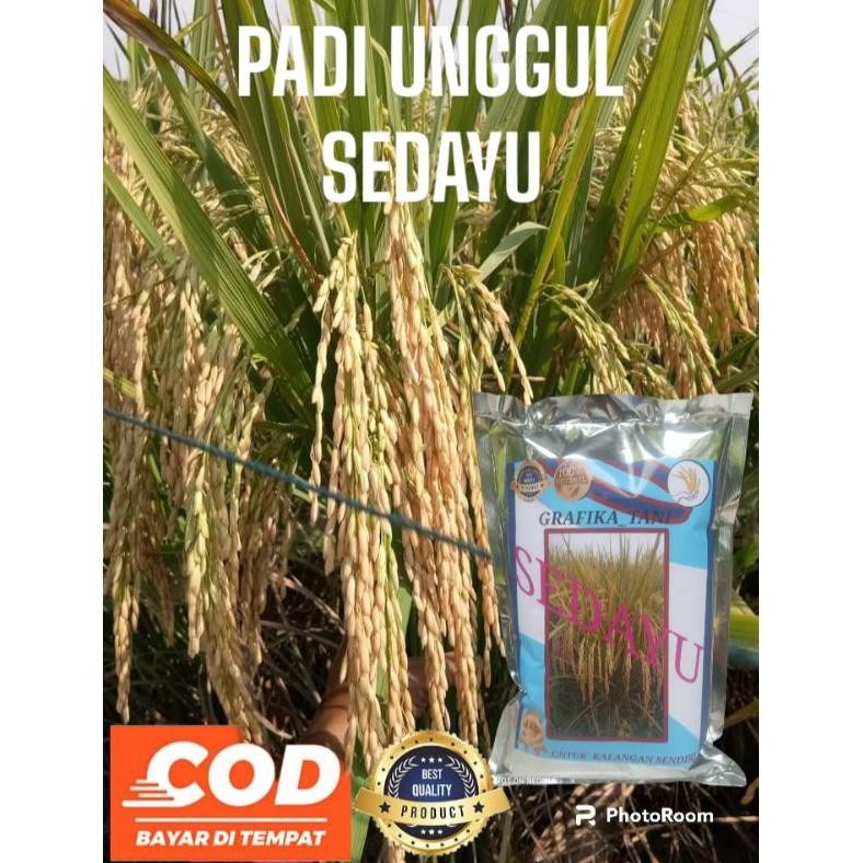 Benih bibit padi sedayu kemasan 1kg padi anakan super banyak bobot mantap
