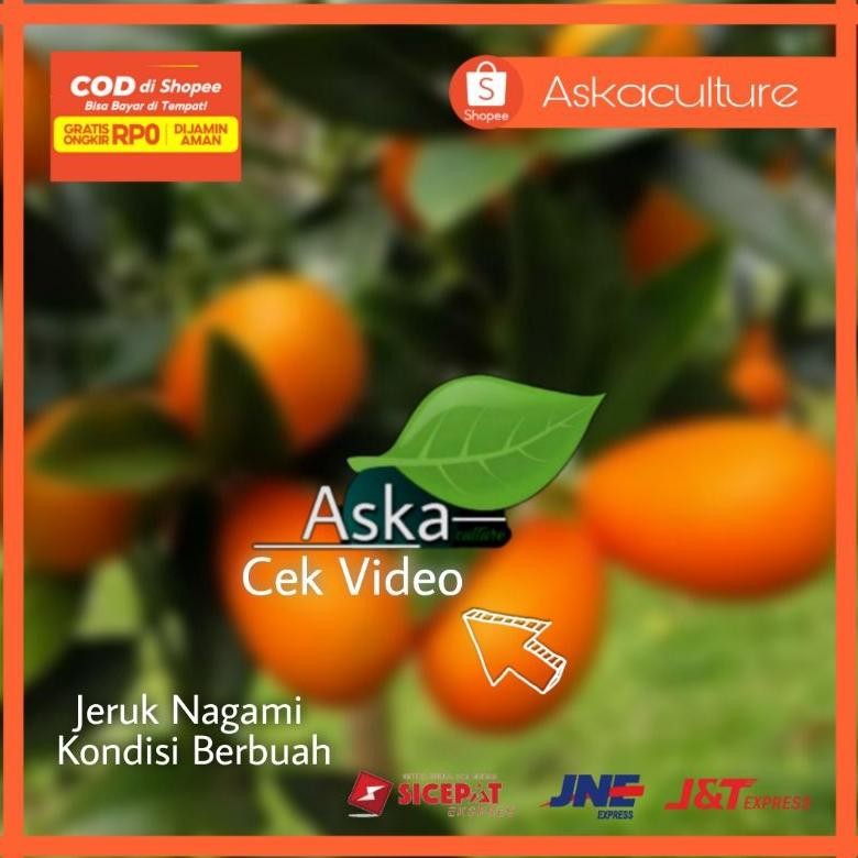 

NEW!!! Bibit Jeruk Nagami kondisi BERBUAH lebatt. Jeruk yg bisa dimakan bersama kulitnya