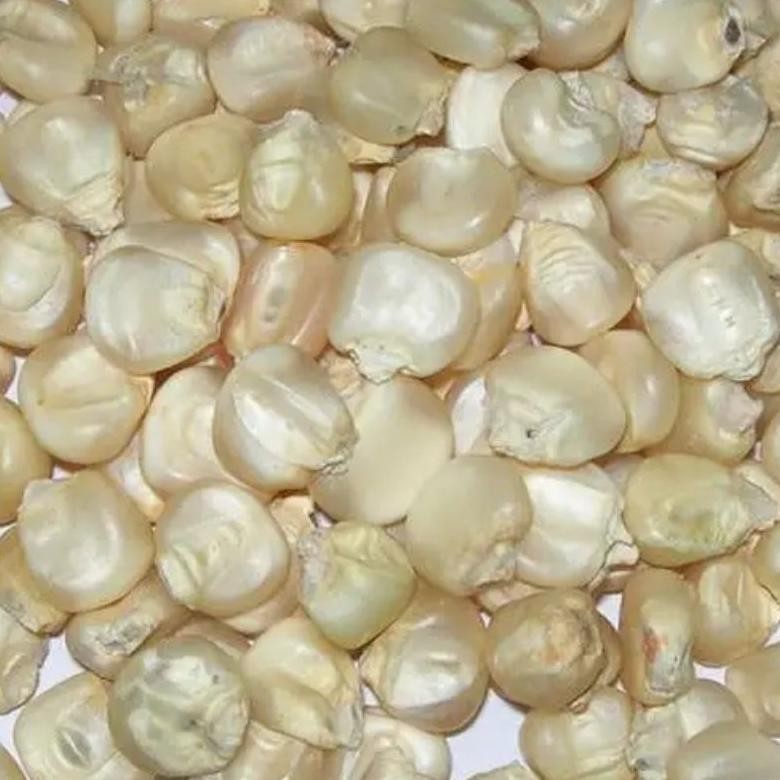 

Jagung Putih Pipil Kering 250 Gram