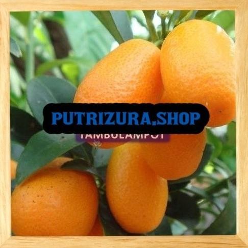 

KWALITAS TERBAIK Bibit Tanaman Buah Jeruk Nagami Sudah Berbuah Okulasi FRESS