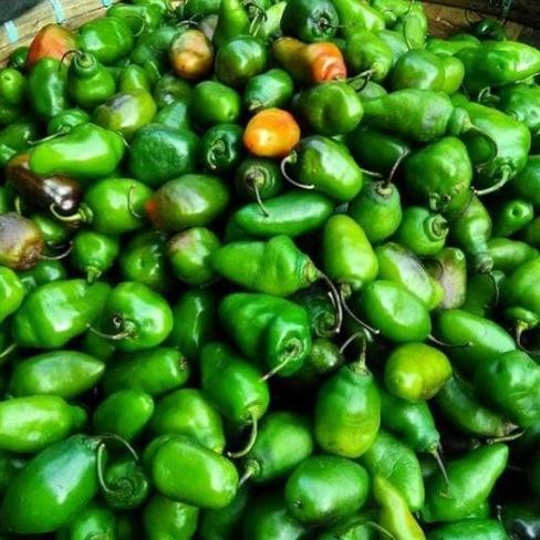 

Perhatian Cabe Gendot Fresh Murah Bandung