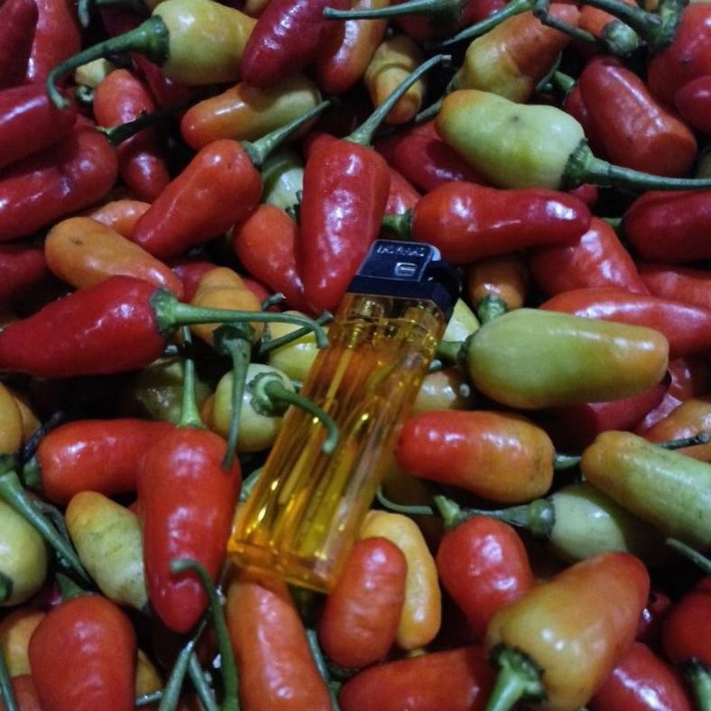 

Terjangkau Cabe Rawit Fresh 1-Kg Lato-Lato