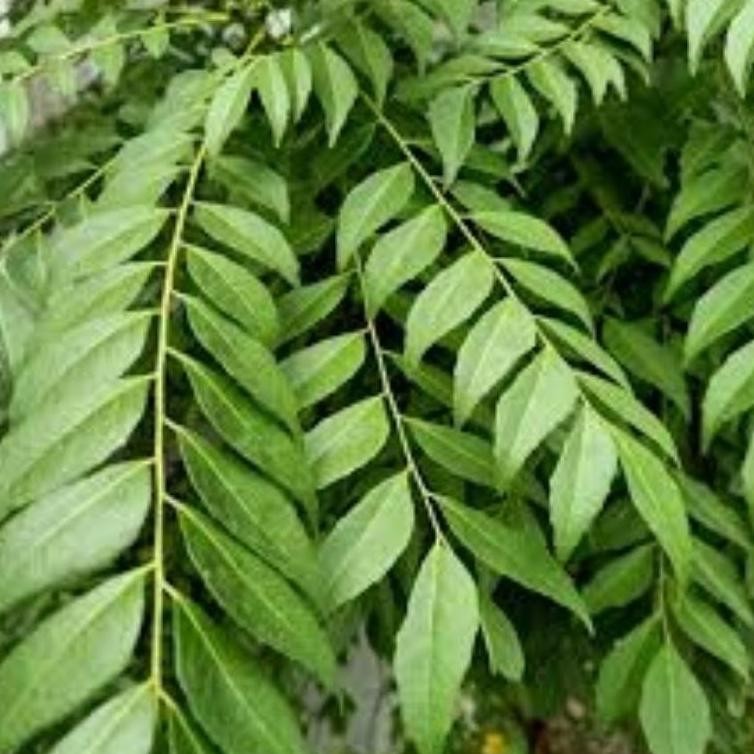 

Terlaris Daun Kari Salam Koja Segar 15 Tangkai