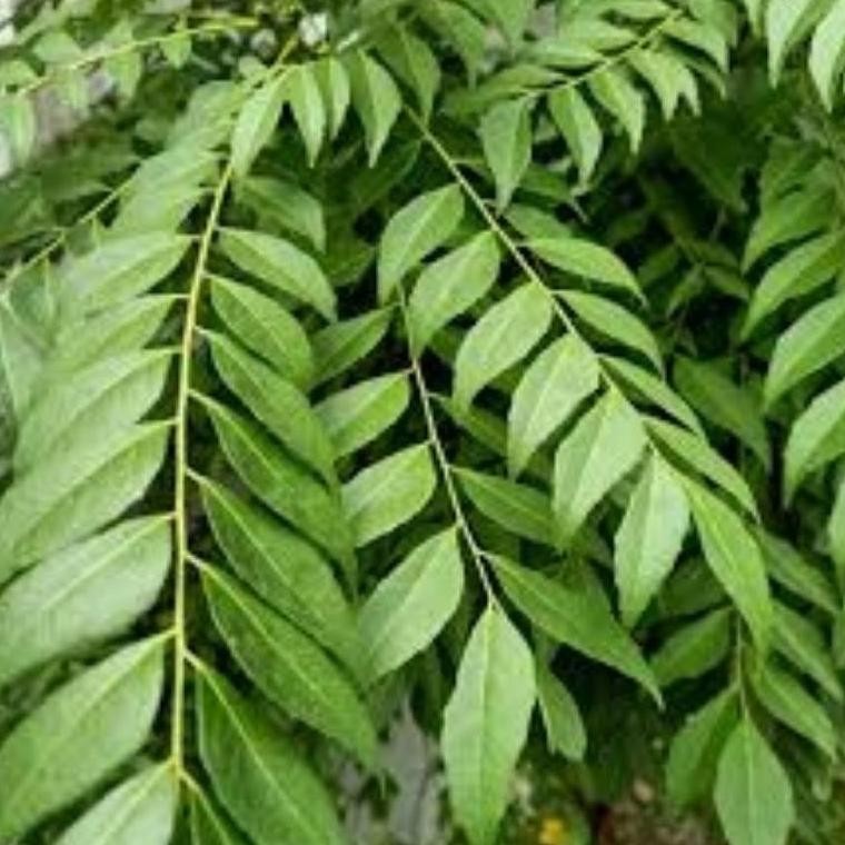 

Terlaris Daun Kari Salam Koja Segar 15 Tangkai