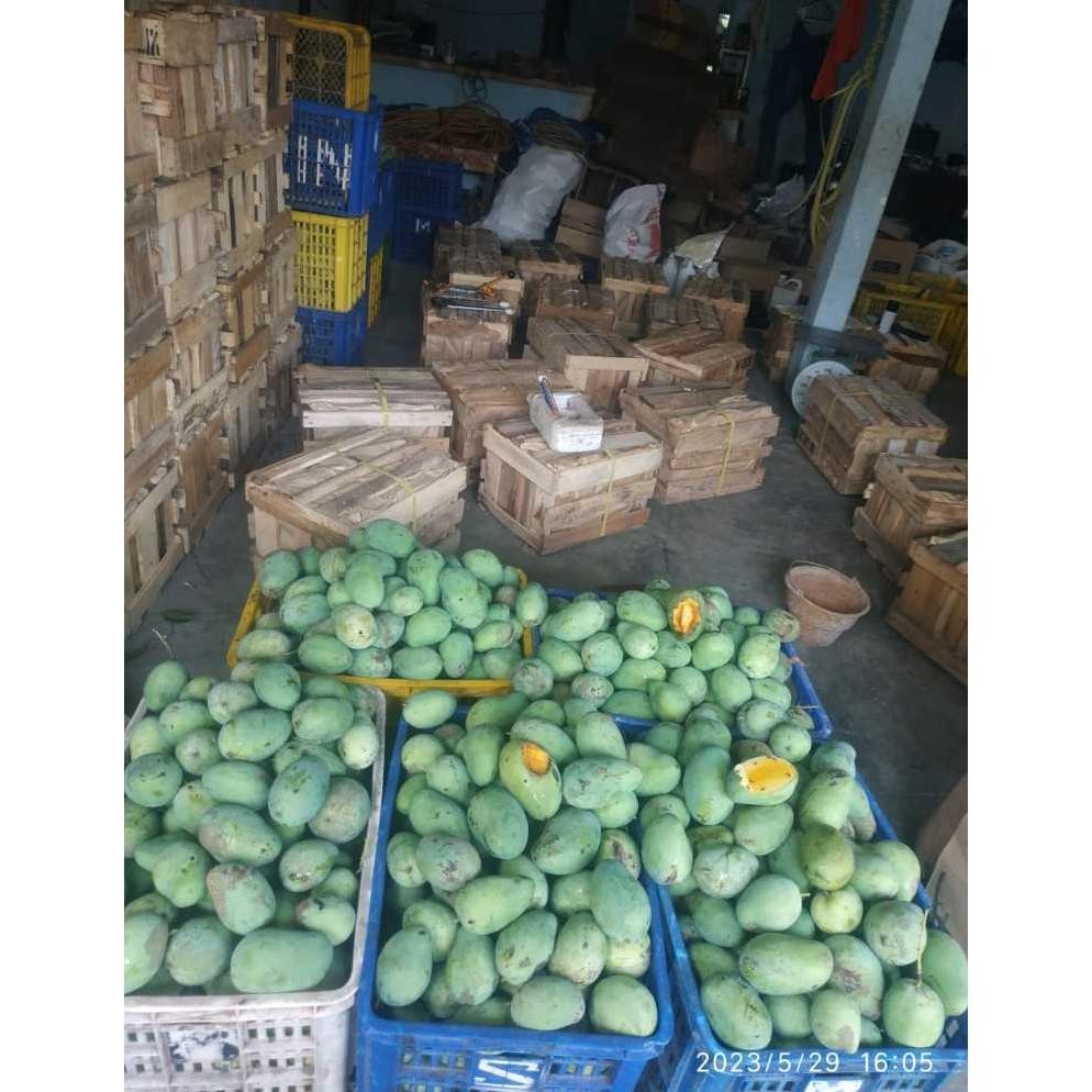 

Tepat Guna Mangga Madu Manalagi 1Kg Bisa Request 1Kg Isi 4-5