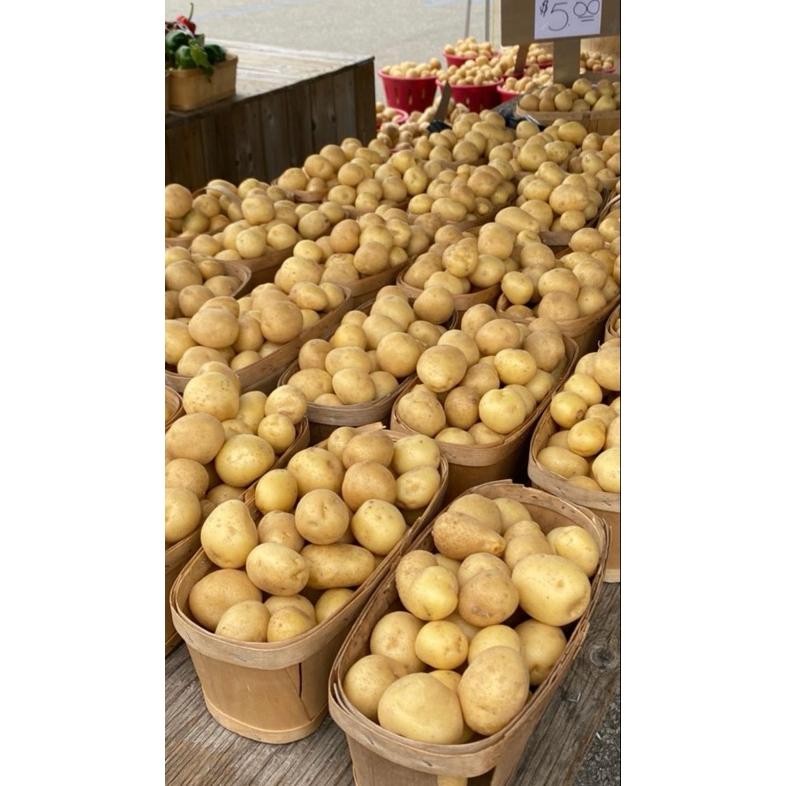 

Terbaru Kentang Dieng Ukuran Sedang Murah 1Kg Super