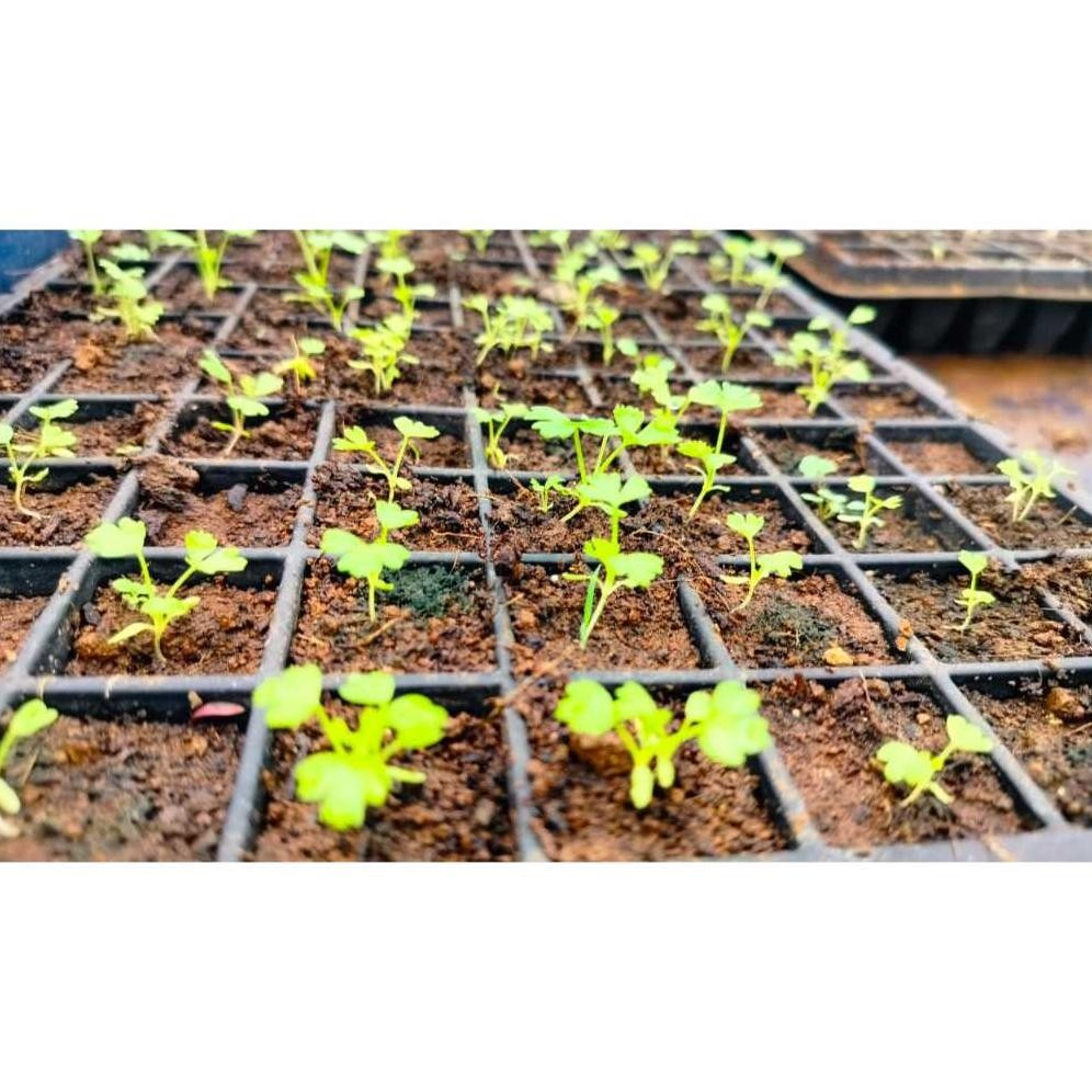 

Segera Celery Seledri Stick Organic Fresh Bandung 1Kg