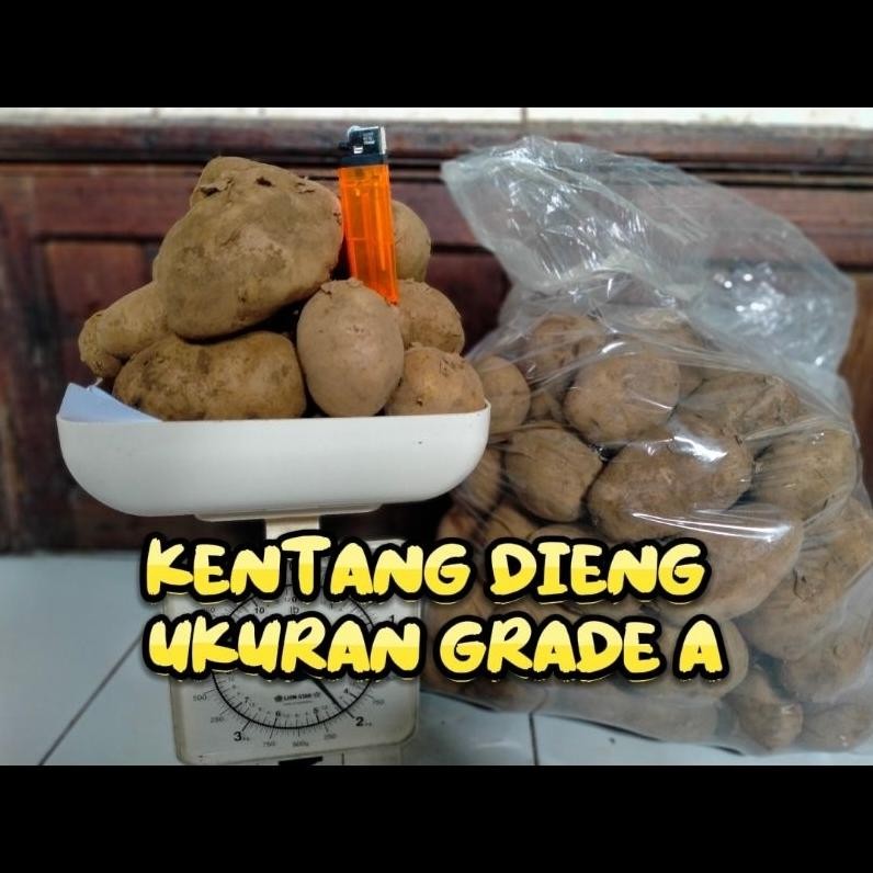 

Premium Terbaik Kentang Dieng ( Potato ) Besar Dan Sedang ( Mix/Campur )