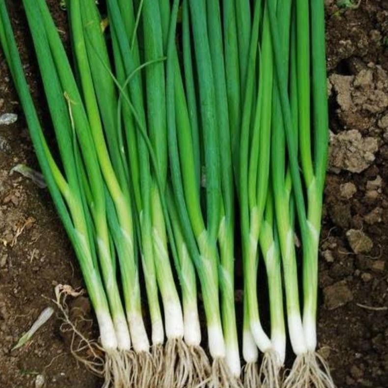 

Kualitas Terbaik Kebun_Subur-Bibit Daun Bawang Siap Tanam