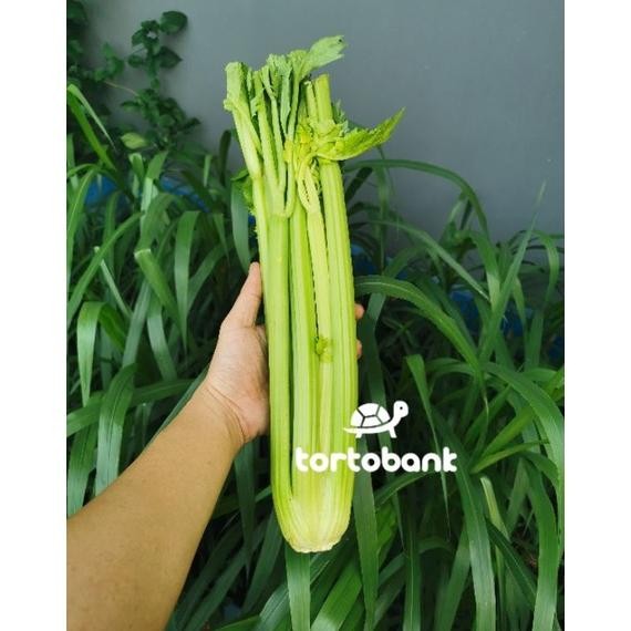 

Tersedia Sekarang 1 Kg Premium Celery Import Organic / Seledri Import / Celery Stick / Seledri Fresh / Batang Seledri Import / Sayur Seledri Premium Import China
