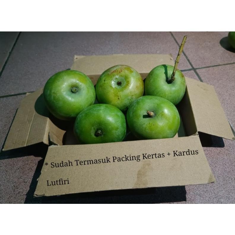 

Trendi Mangga Apel Mentah 1 Kilogram ( Rasa Masam / Asam ) Pas Buat Di Rujak Dan Di Makan Segar Mangga Muda Mantap Asam Asem