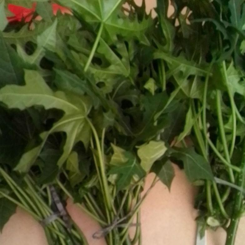 

Promo Daun Pepaya Jepang/ Daun Pepaya/ Per Ikat