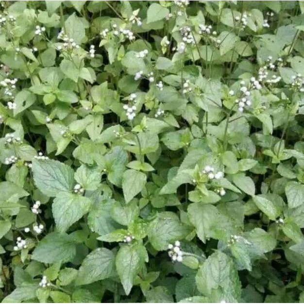 

Diskon 200Gr Daun Bandotan Segar Daun Babadotan Kista Asam Urat Diabetes