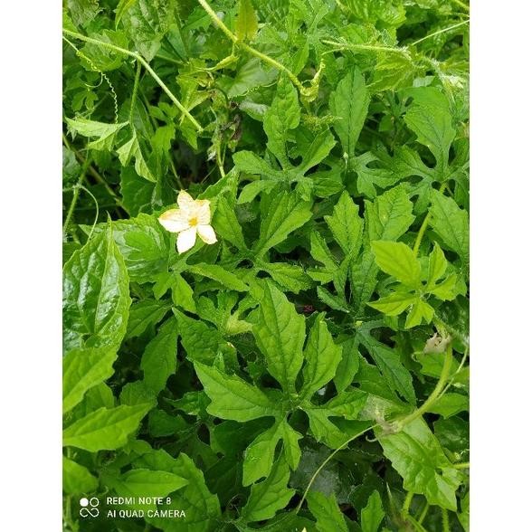 

Paling Dicari Daun Pare Paria Gengge Segar 100 Gram