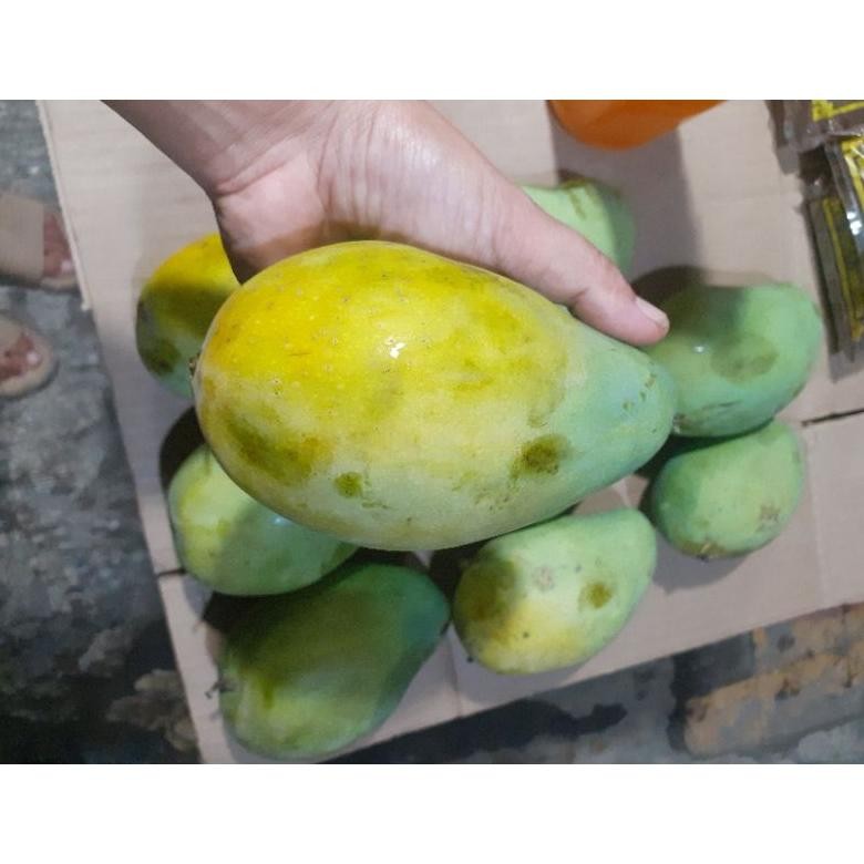

Rekomendasi Mangga Harum Manis Matang Pohon