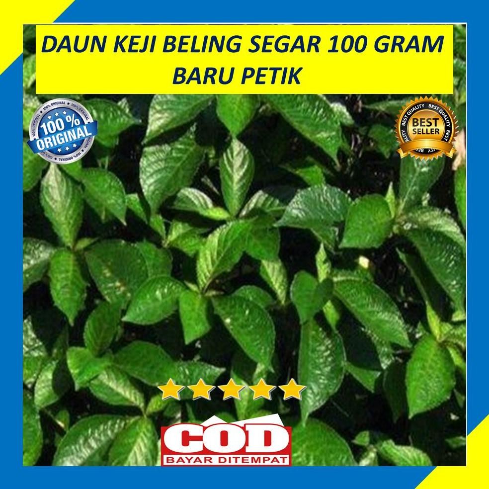 

Terjangkau Daun Keji Beling Segar Pecah Ngokilo 100 Gram Herbal Organik
