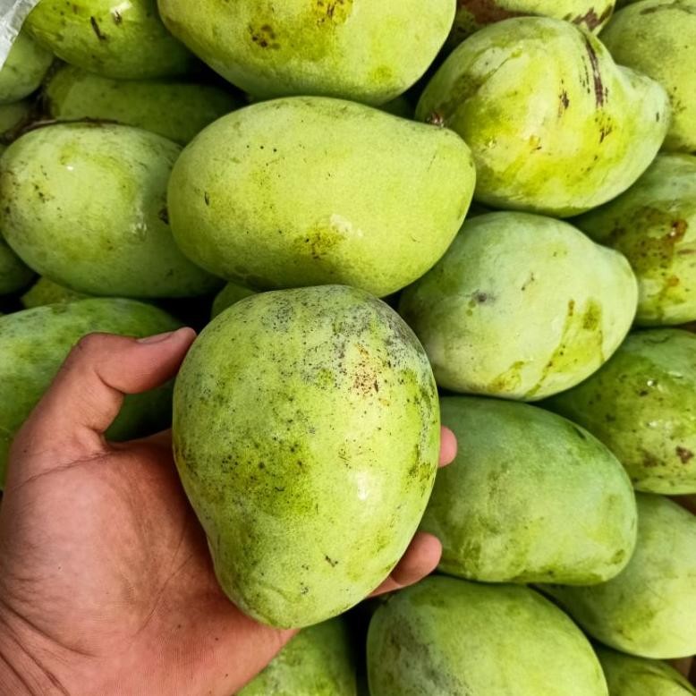 Mudah Digunakan Buah Mangga Indramayu 1 Kg Matang Mengkel Mentah Mangga Rujakan Petis Murah Harga Pe