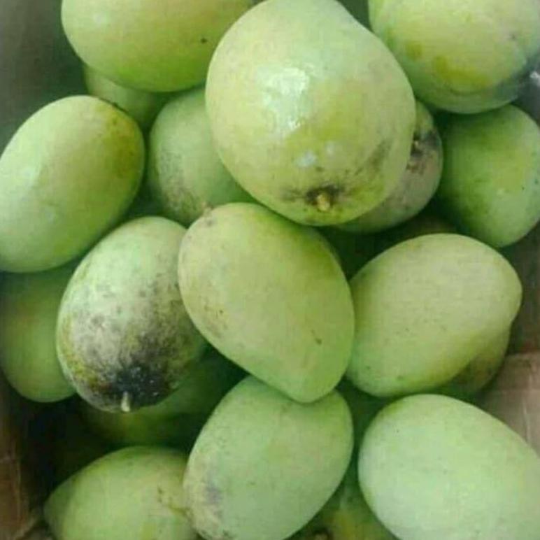 

Bahan Terbaik Mangga Muda Sangat Cocok Untuk Rujak Isi 1Kg