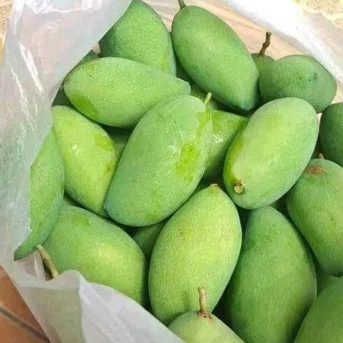 

Efisien Mangga Muda 1 Kg