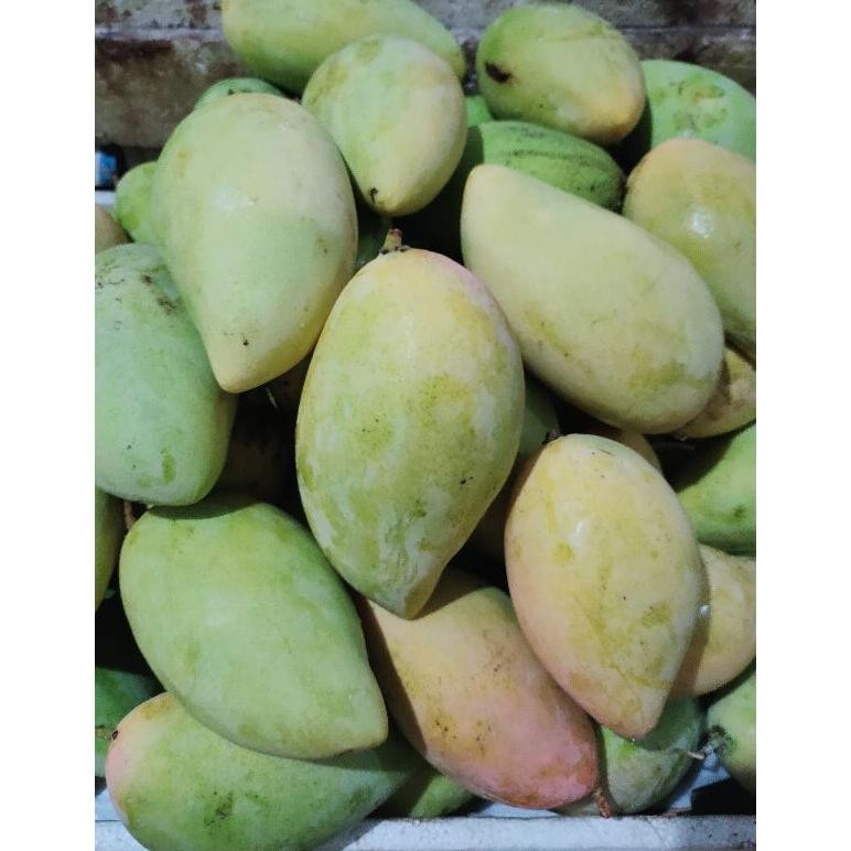 

Premium Terbaik Mangga Gadung/Harumanis Ready Setengah Matang Bu