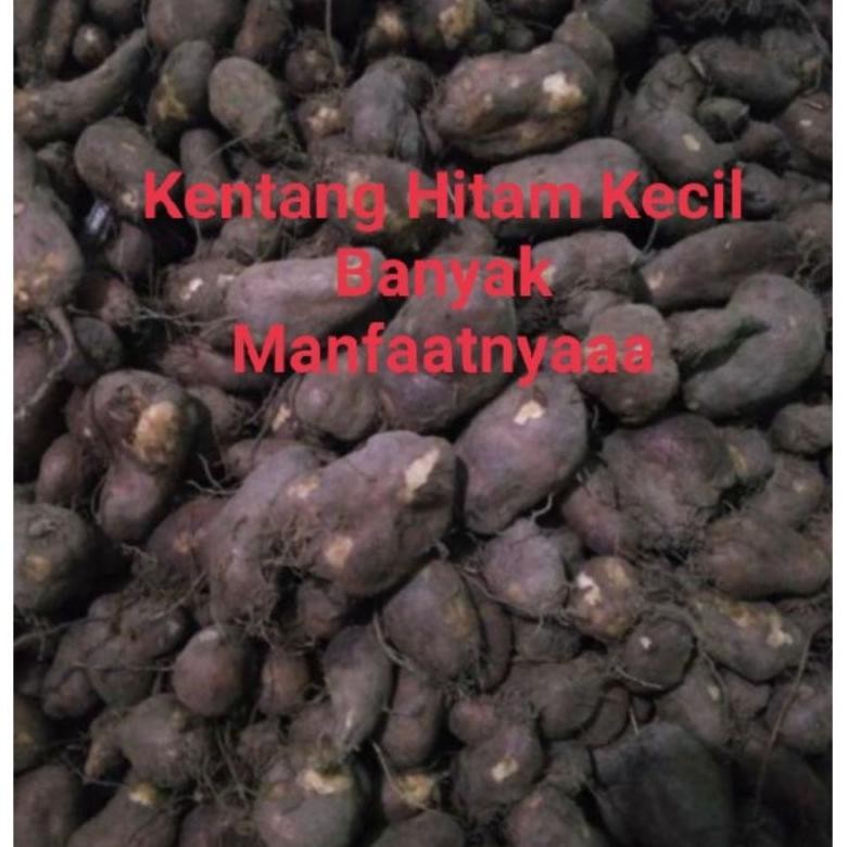 

Eksklusif Kentang Hitam Kemasan 1Kg