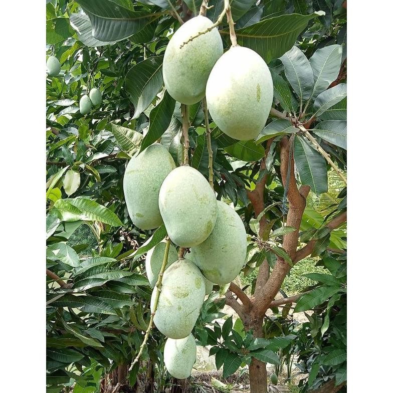 

Aman Terbaik Mangga Muda || Mangga Mengkel || Mangga Rujakan || Harga Termurah!!!