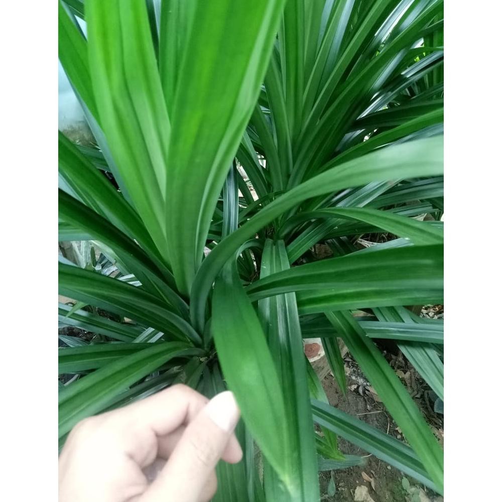 

New Arrival Daun Pandan Segar Fresh 1 Iket (10-15 Lembar Daun) Dipetik Saat Ada Pesanan Masuk