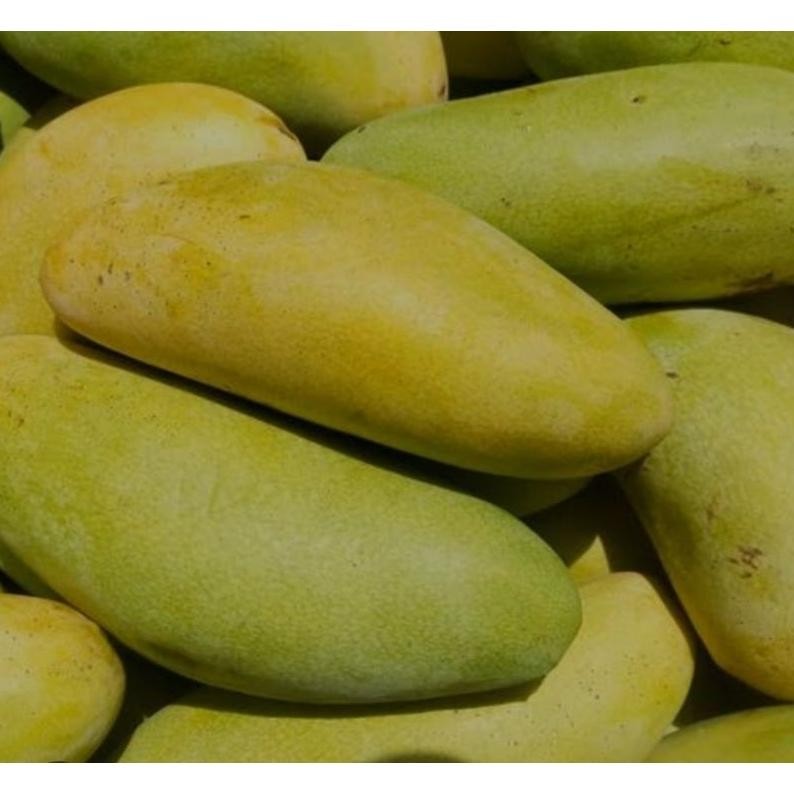 

Good Quality Mangga Golek Super Manis 1 Kg