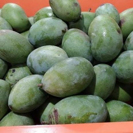 

Berkualitas Tinggi Buah Mangga Manalagi Madu 1Kg (Isi 5-6Buah) - Jonsmart [Khusus Instan Dan Sameday]