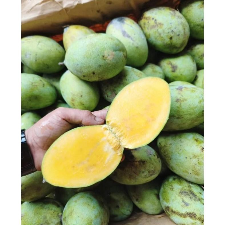 

Terpopuler Mangga Manalagi Matang