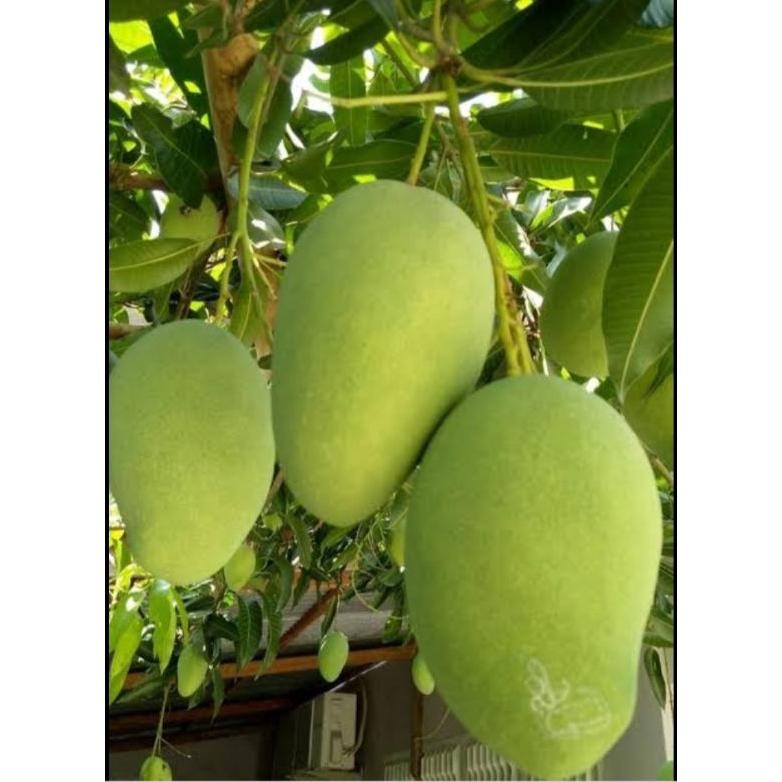 

Inovatif Mangga Muda Segarr Sangat Cocok Untuk Rujak Isi 1Kg