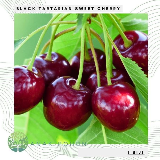 Benih Bibit Biji - Buah Ceri Hitam Manis Black Tartarian Sweet Cherry (Prunus avium) Seeds - IMPORT 