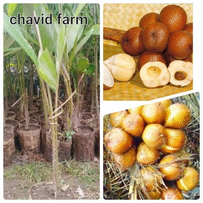 bibit salak pondoh madu kwalitas super Murah