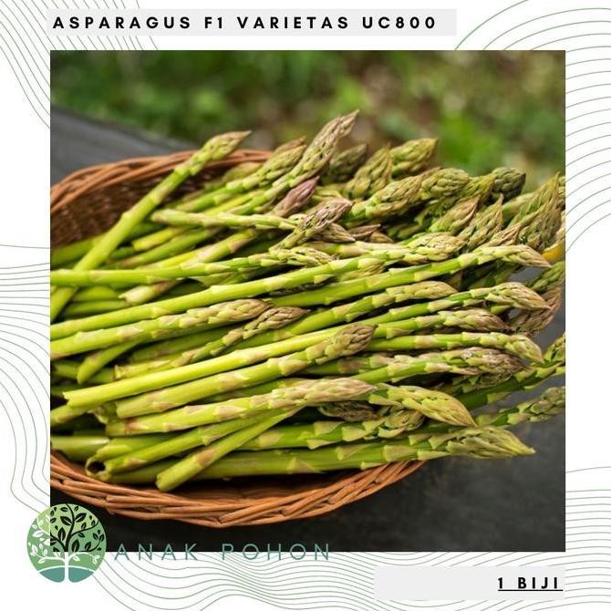 Benih / Bibit / Biji - Asparagus F1 Varietas UC800 Hibrida - IMPORT murah
