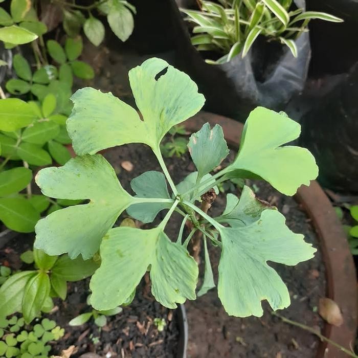 Pohon LANGKA Ginkgo Biloba/ Bahan Bonsai Ginkgo Biloba Murah