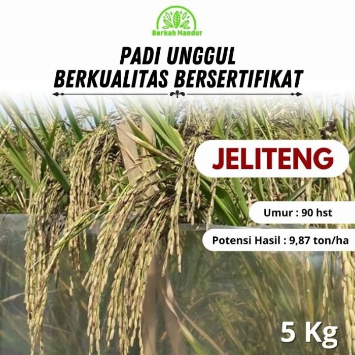Benih Padi Hitam Jeliteng 5 kg Murah