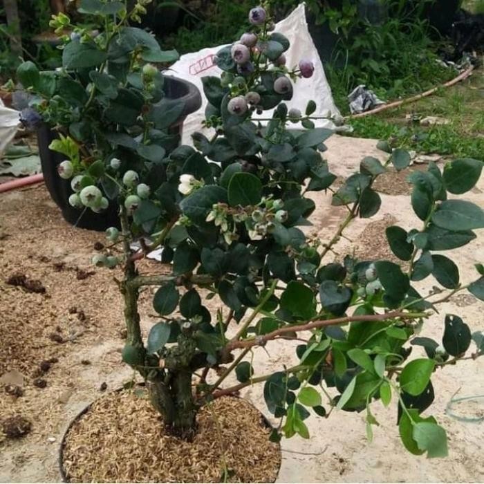 bibit tanaman buah blueberry / blueberry jamfruit cepat berbuah Diskon